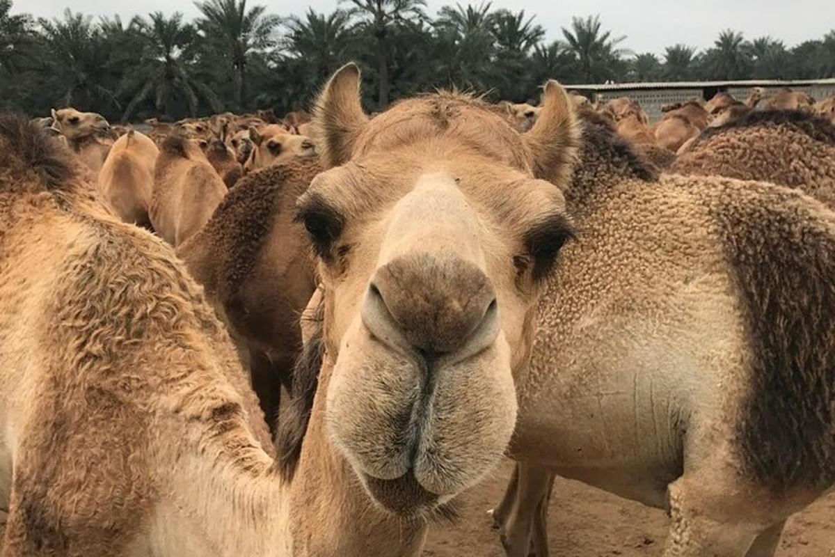 a camel standing in front of a herd of animals