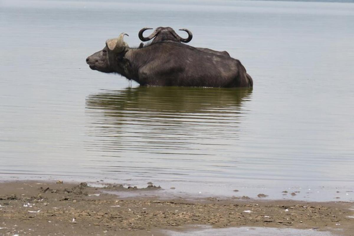 дві тварини стоять у воді