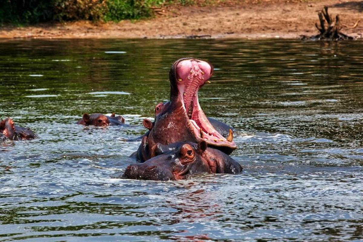 un elefant cu trompa în apă