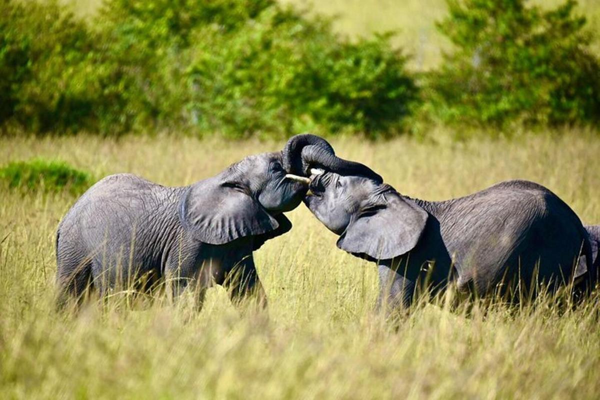 due elefanti che giocano tra loro in un campo