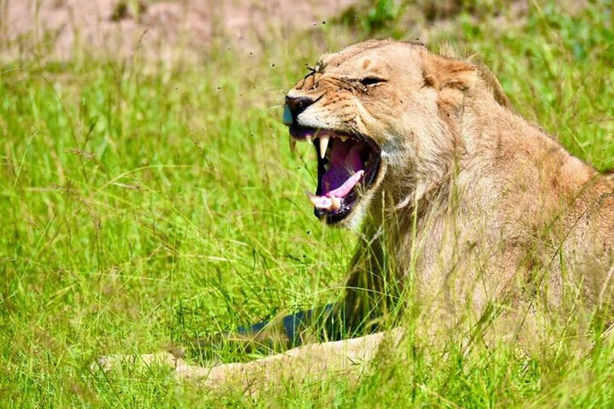 un leone sdraiato sull'erba con la bocca aperta