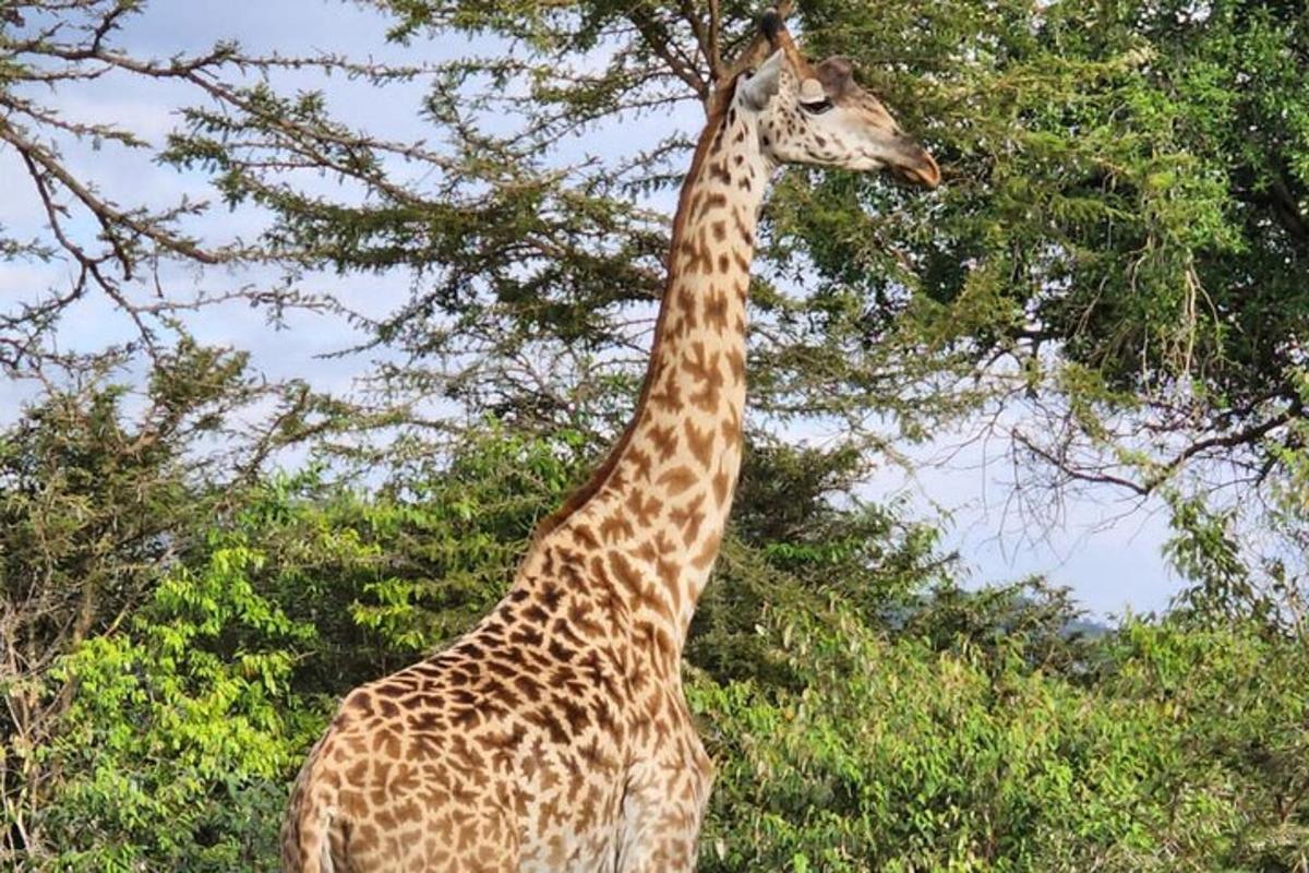 a giraffe is eating leaves from a tree