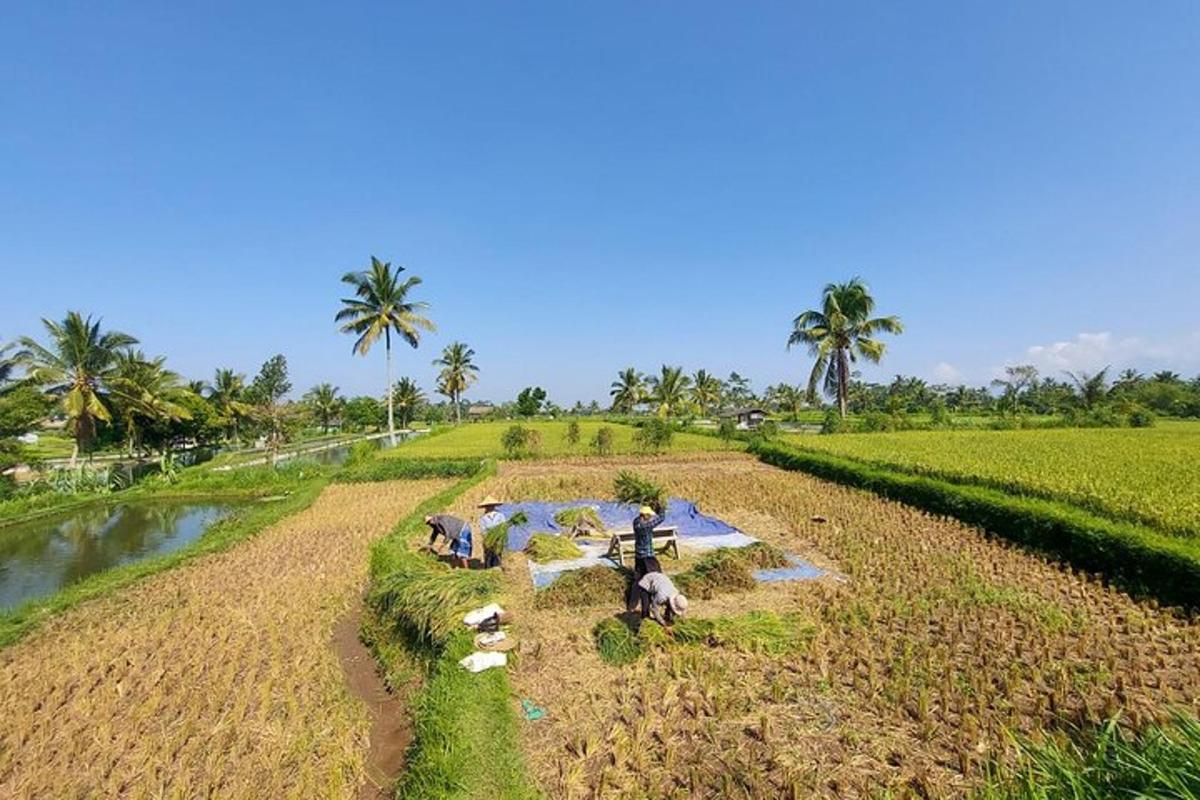an aerial view of people and animals in a field