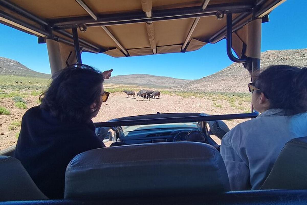 duas pessoas em um veículo observando animais no deserto