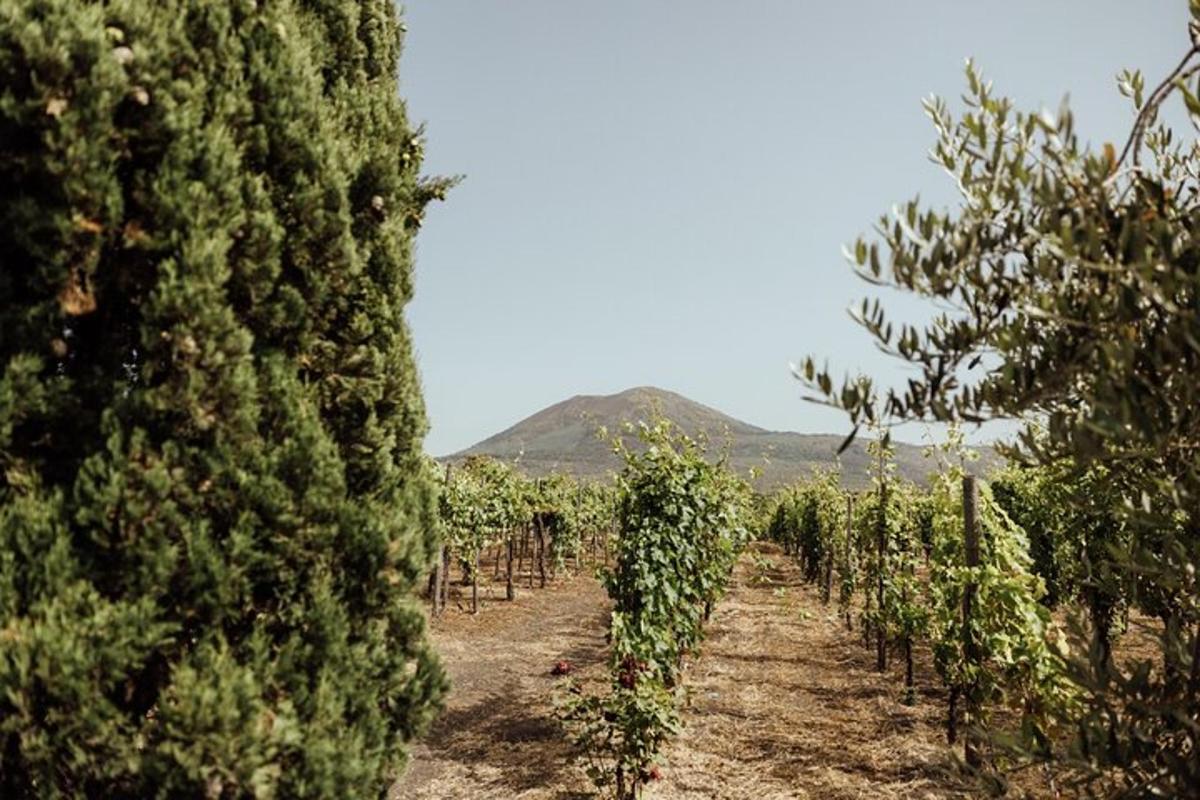 una fila di alberi in un campo con una montagna sullo sfondo