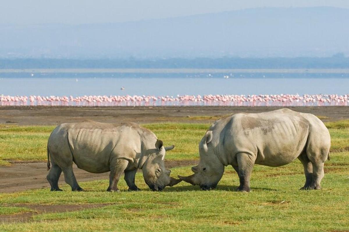 due rinoceronti al pascolo in un campo con fenicotteri sullo sfondo