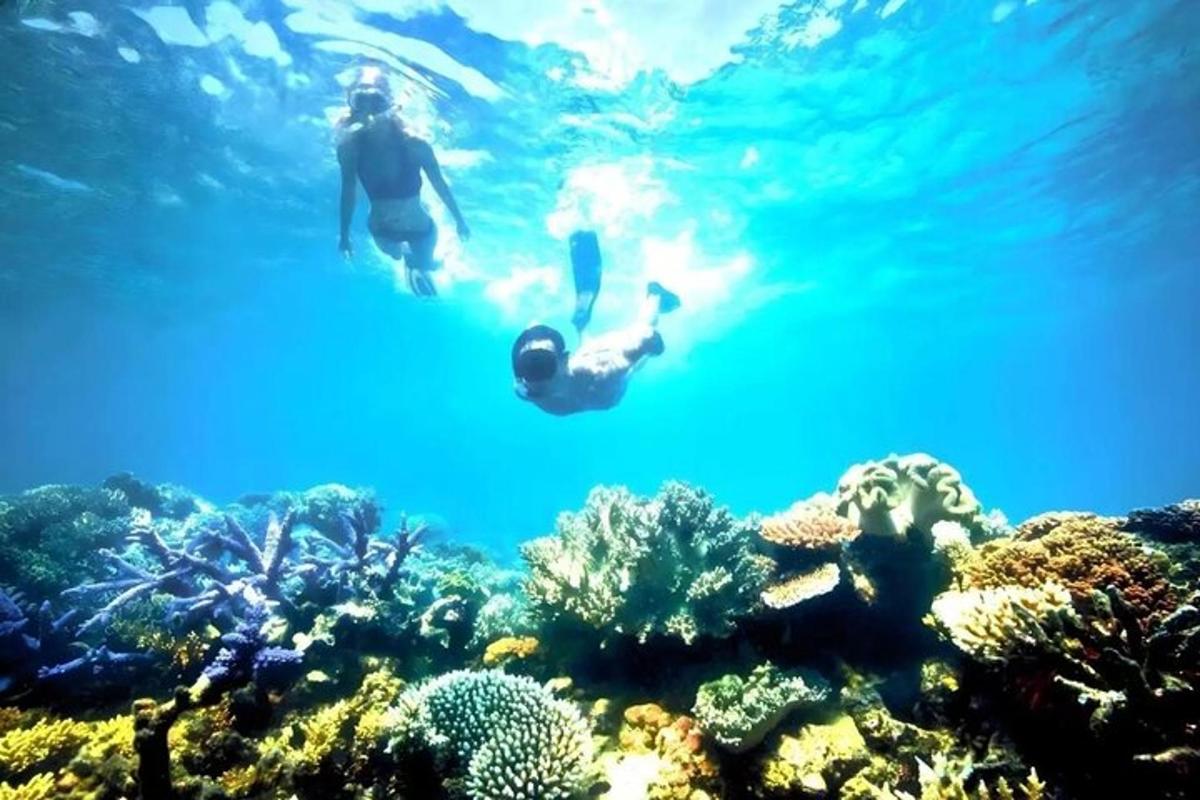 due persone che nuotano nell'acqua sopra una barriera corallina