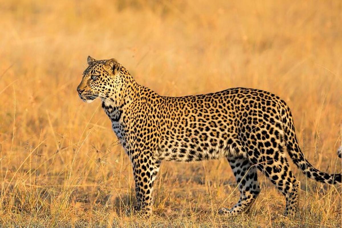 un leopardo in piedi in un campo di erba alta