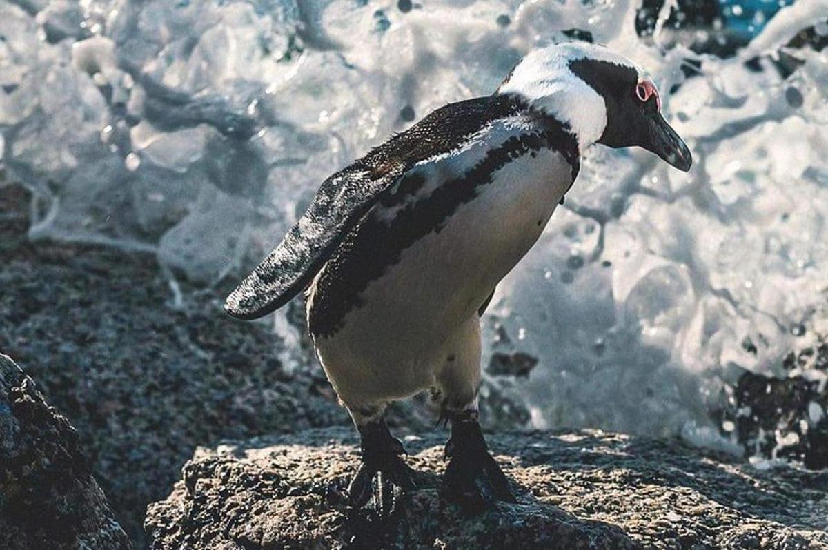 seekor penguin berdiri di atas batu berhampiran lautan