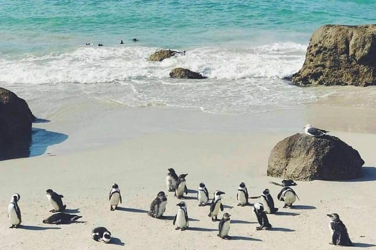 pingviinide grupp rannas seismas