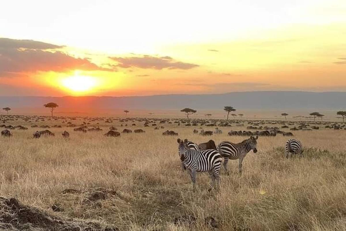 un grup de zebre stând pe un câmp la apus