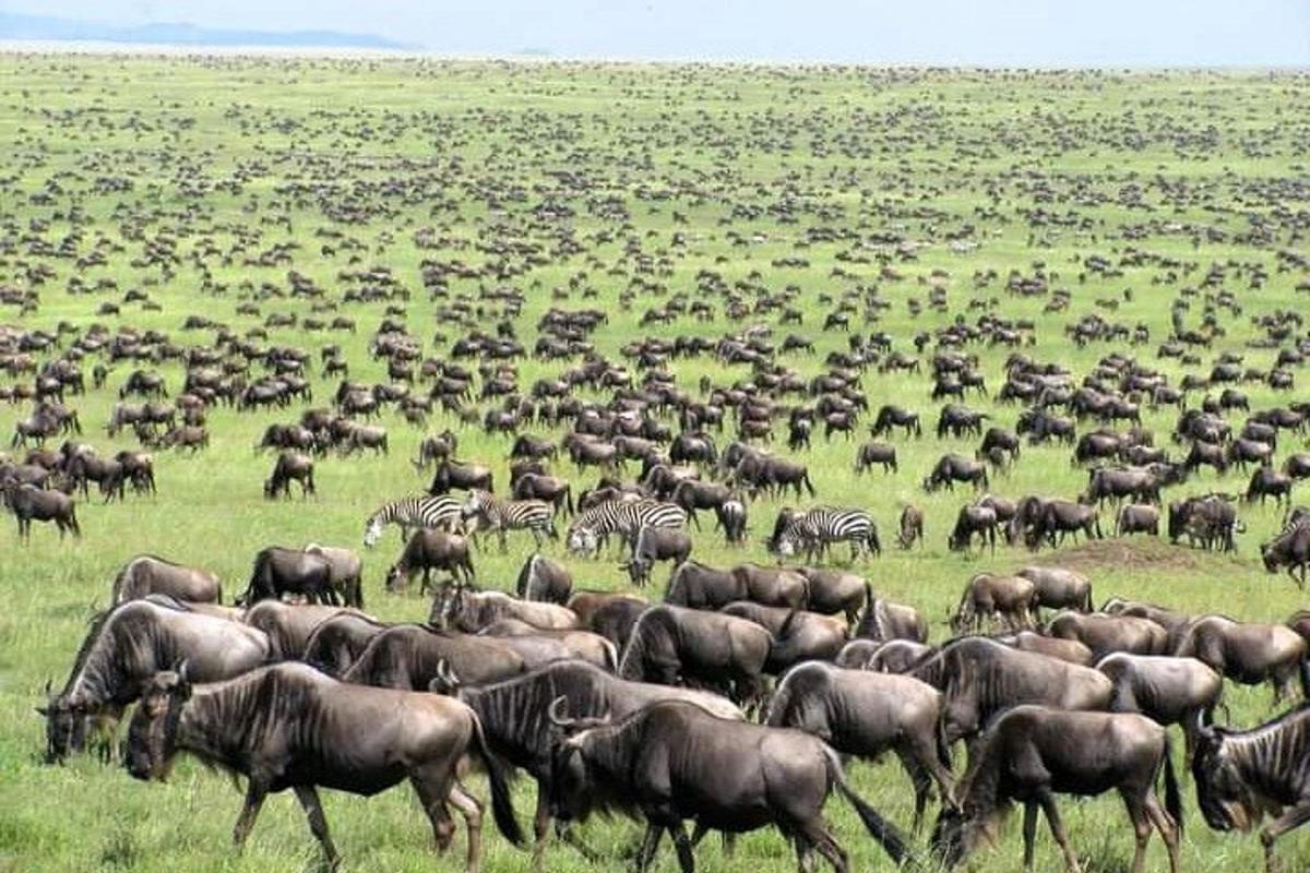 o turmă de zebre și alte animale pe un câmp