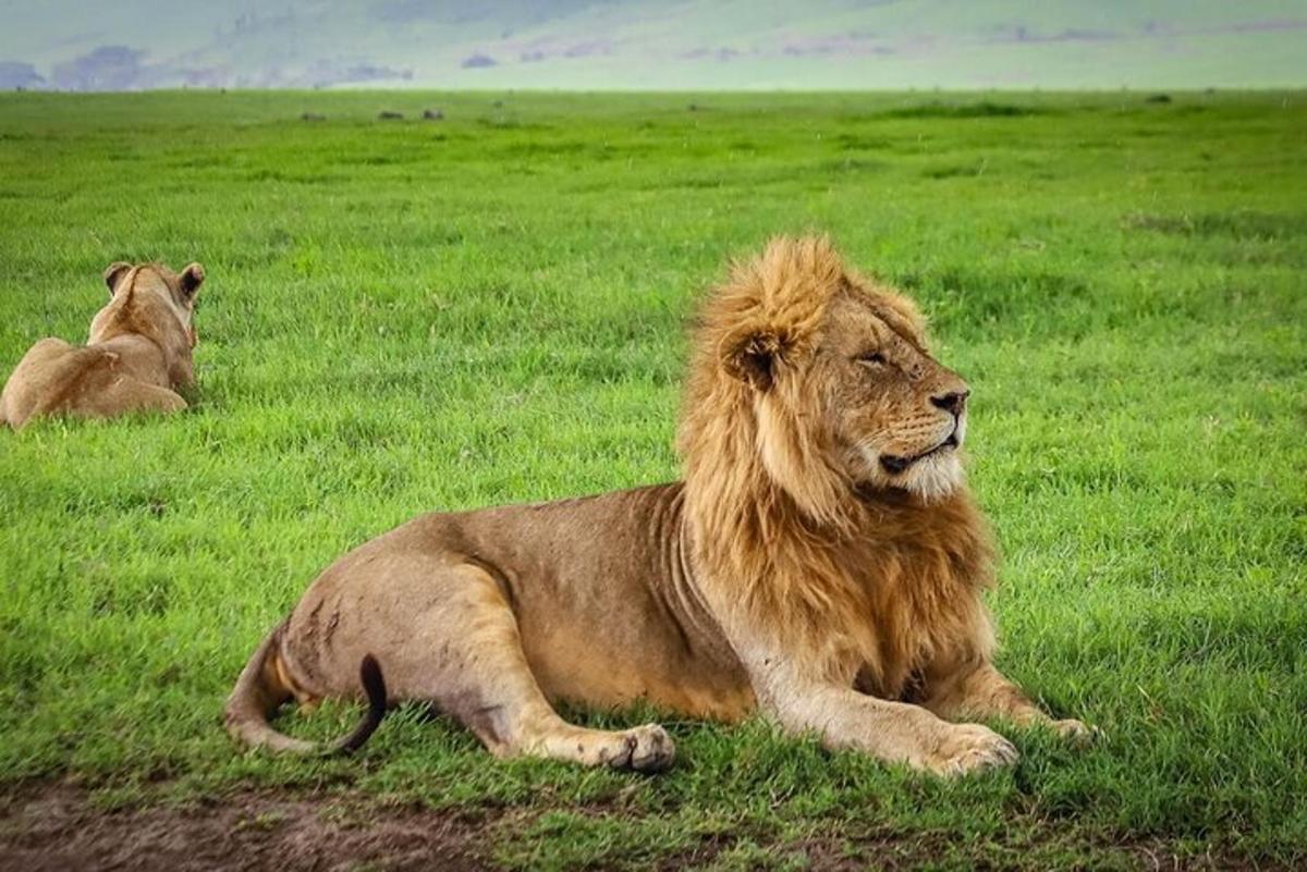 due leoni sdraiati sull'erba in un campo