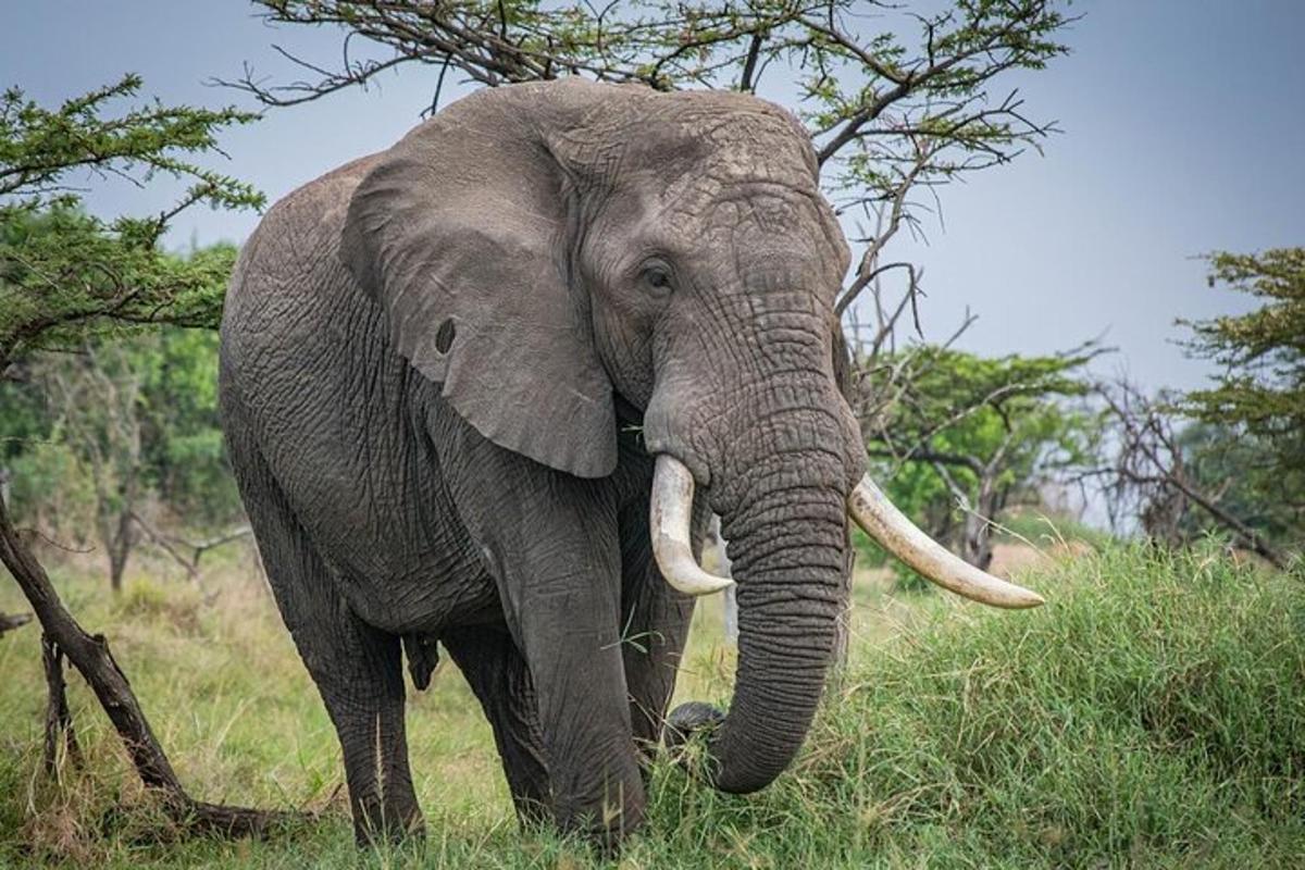 un elefante con le zanne in piedi nell'erba