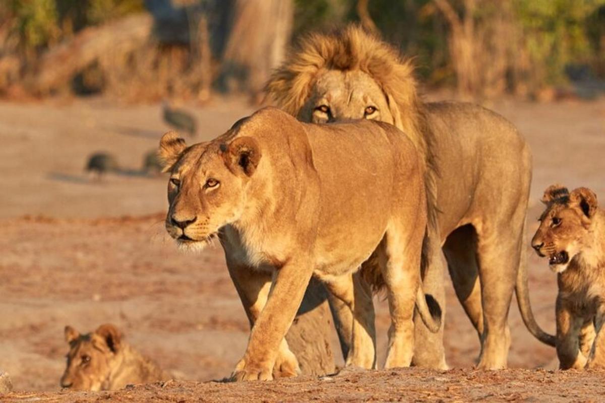 um grupo de leões caminhando em um campo