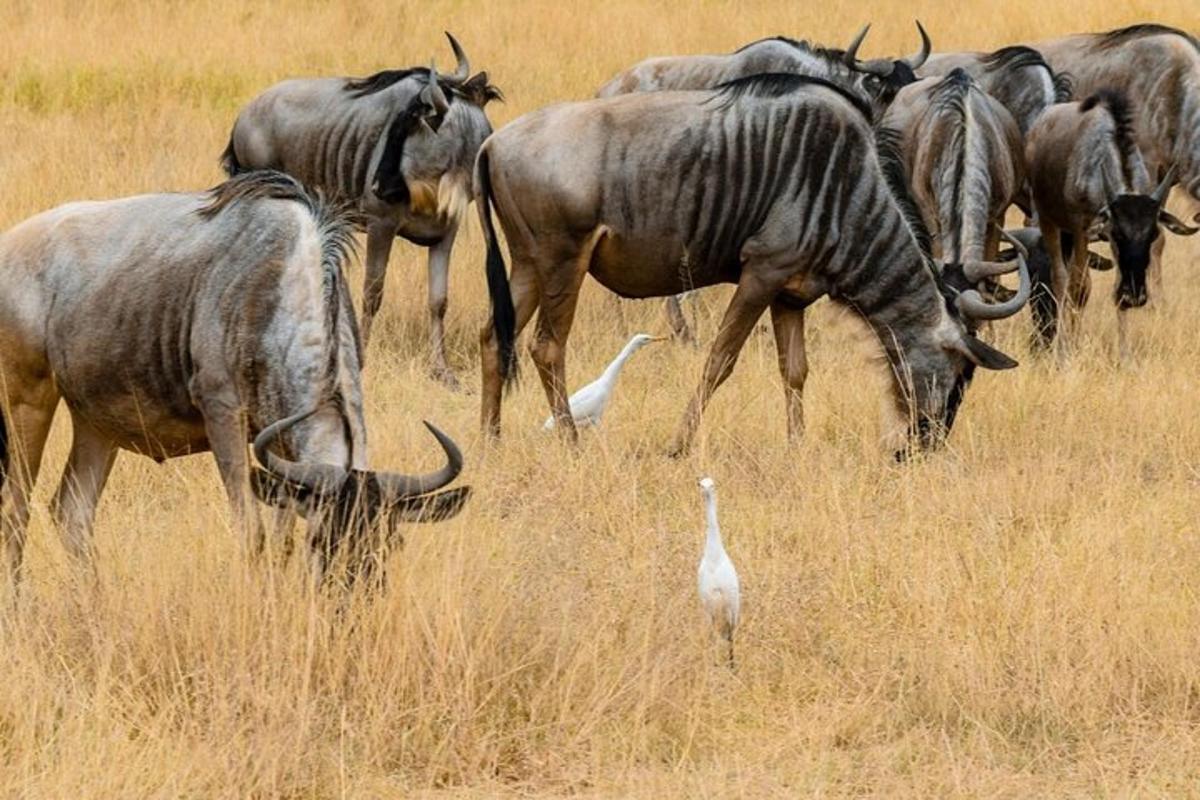 Una manada de animales pastando en un campo con un pájaro