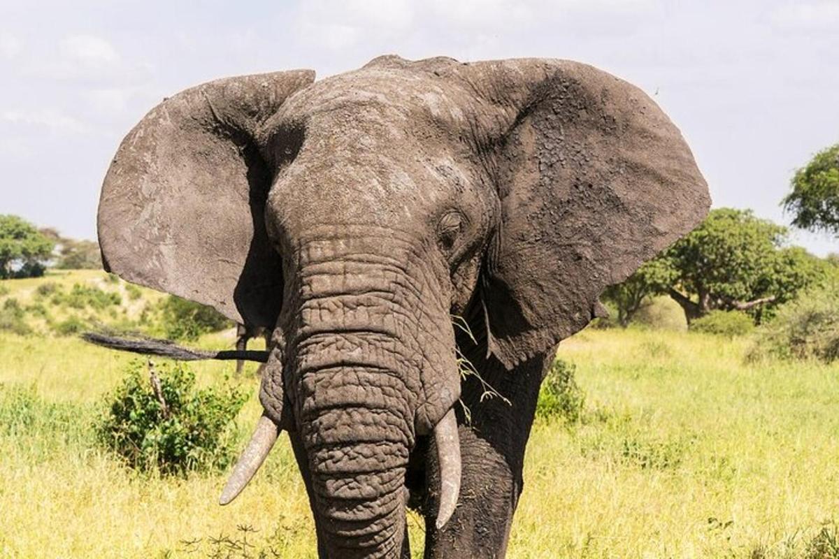 Un elefante parado en un campo de hierba