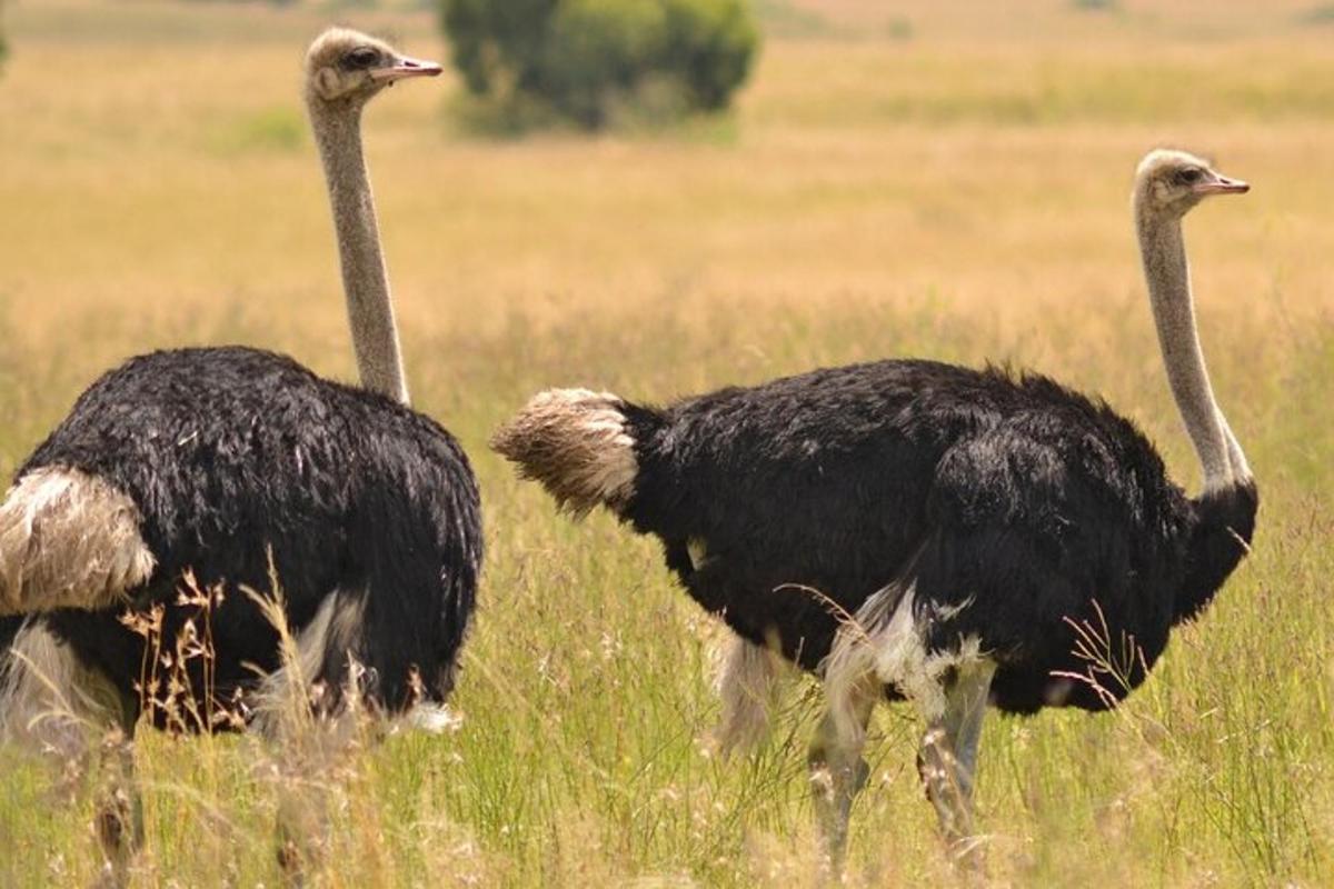 Dos avestruces caminando en un campo de hierba