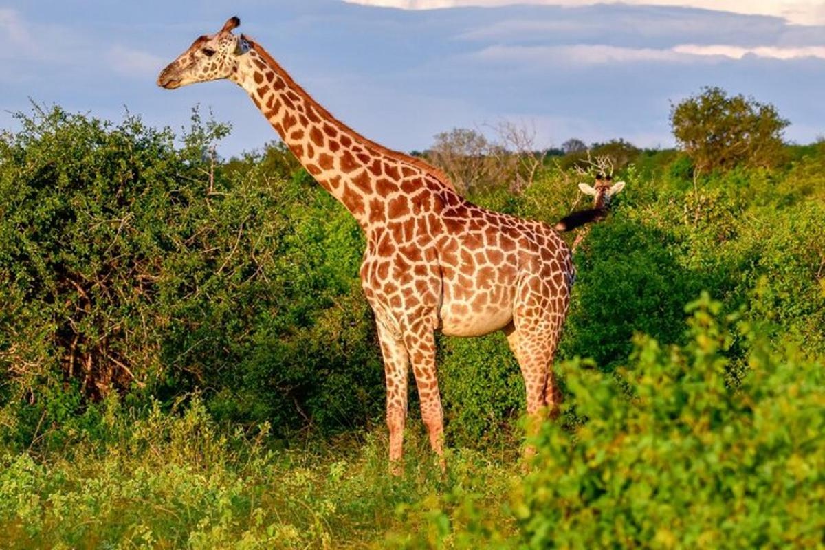 uma girafa parada em um campo com um pássaro nela