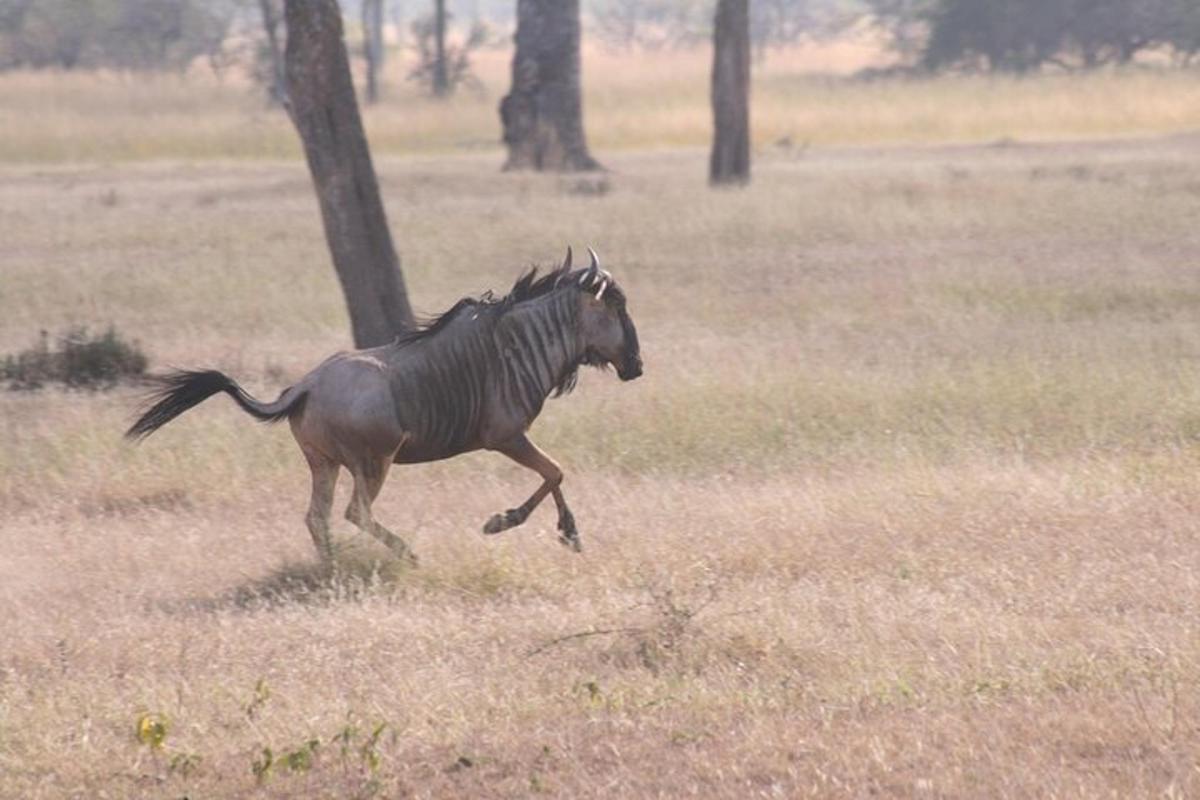 a zebra running in the grass in a field