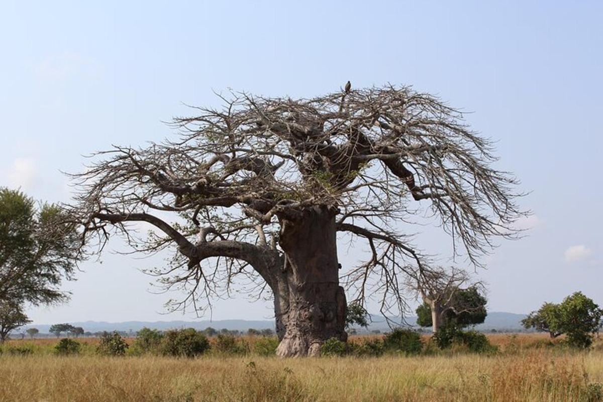a large acacia tree in the middle of a field