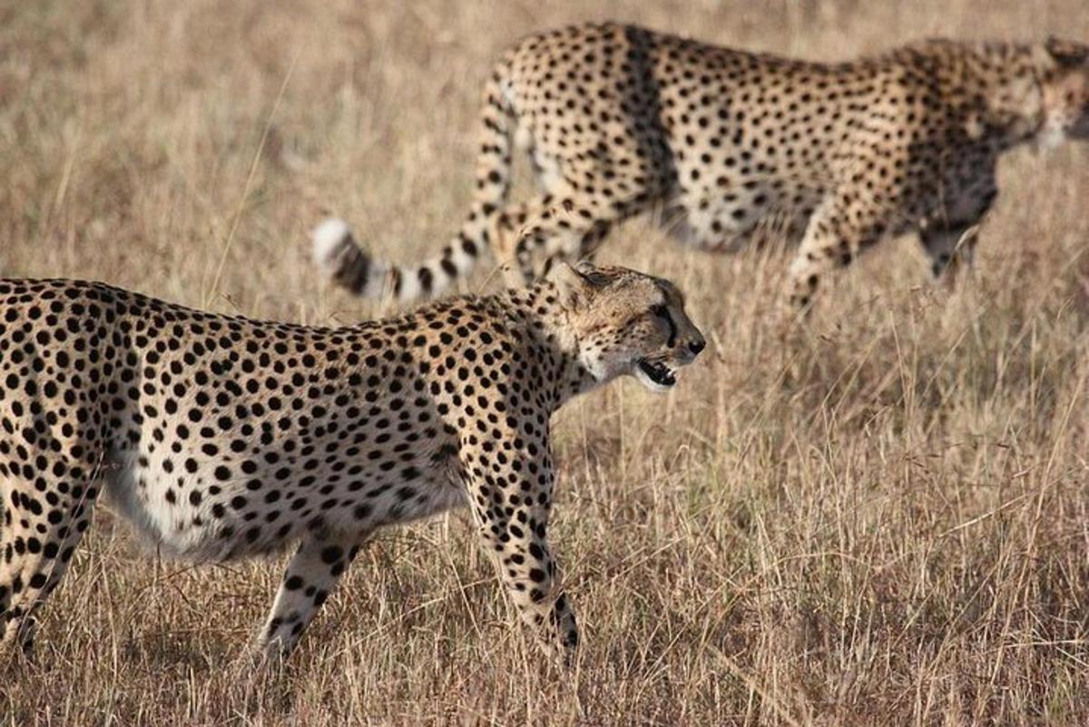 duas chitas caminhando em um campo de grama alta