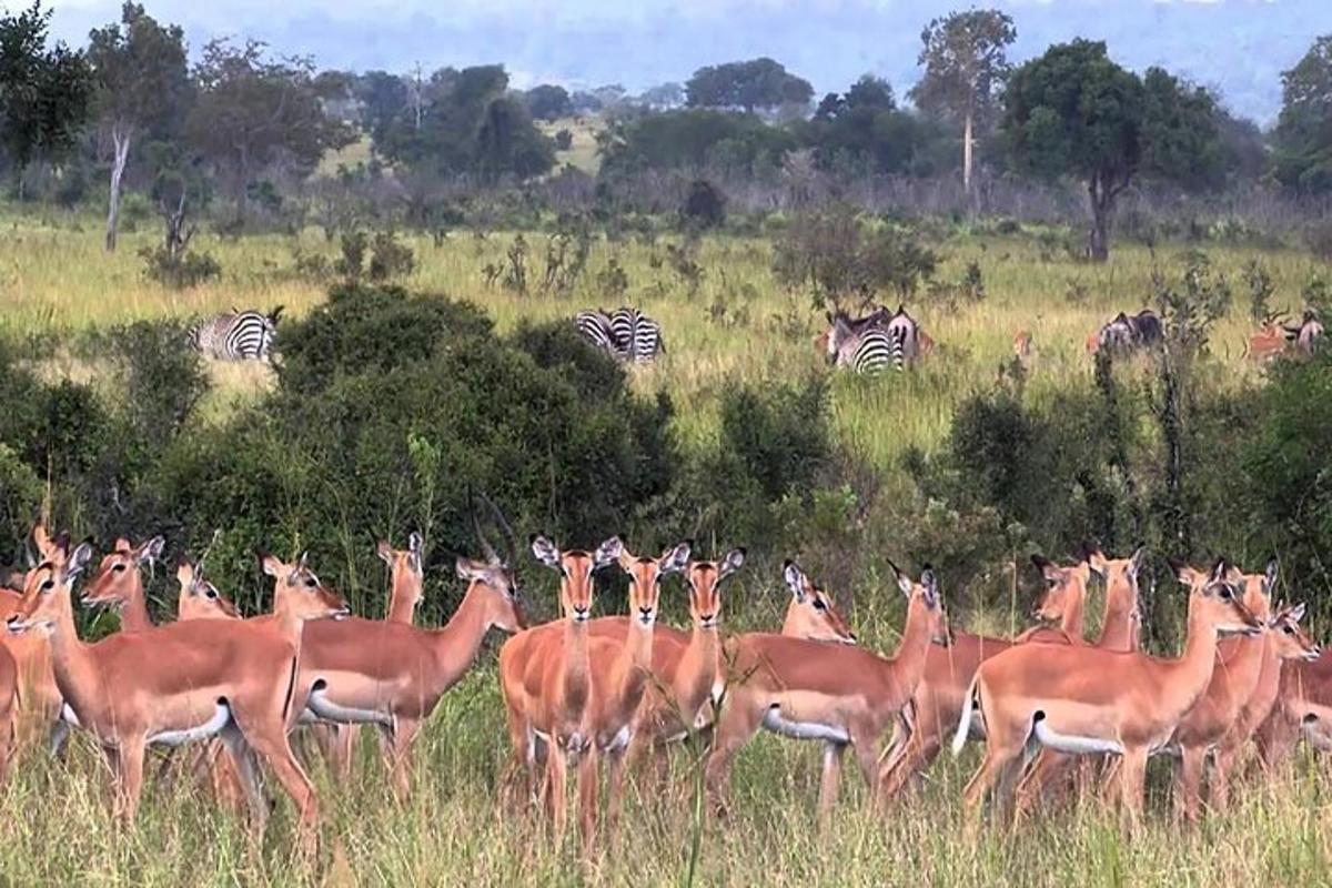 uma manada de veados e zebras em um campo
