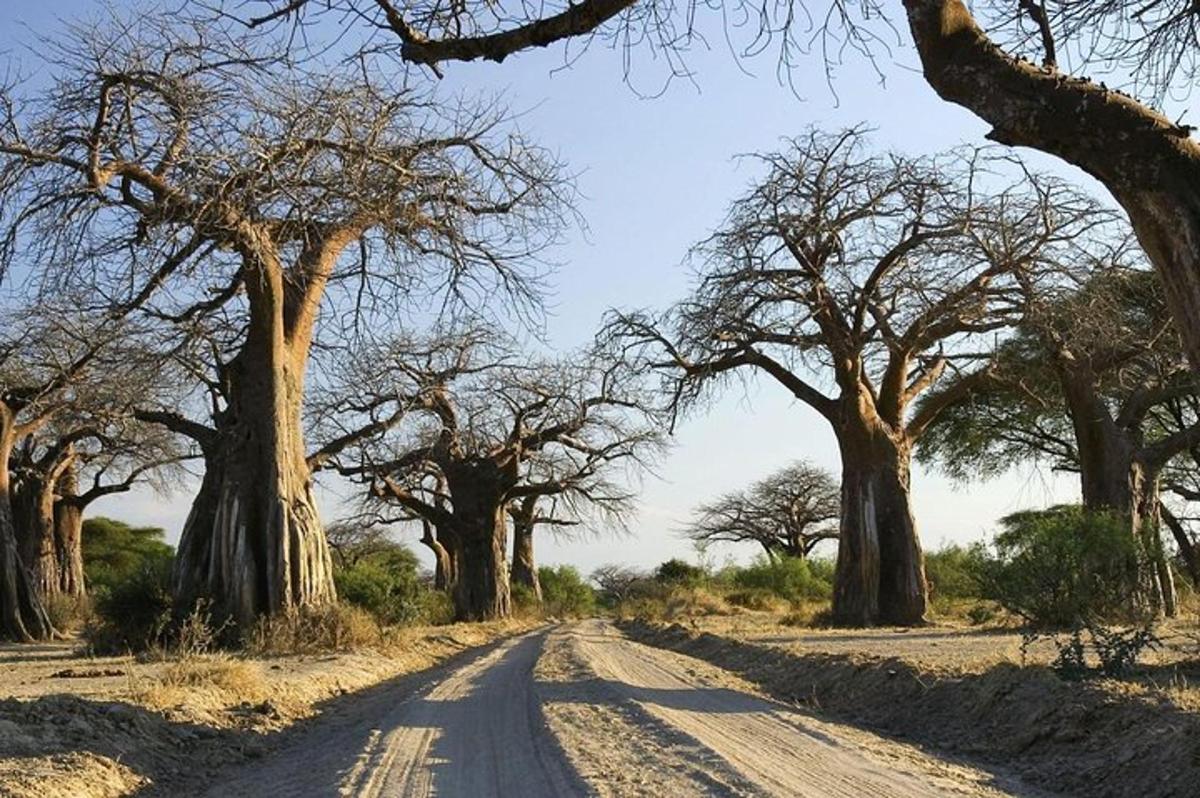 uma estrada de terra no meio de um grupo de árvores