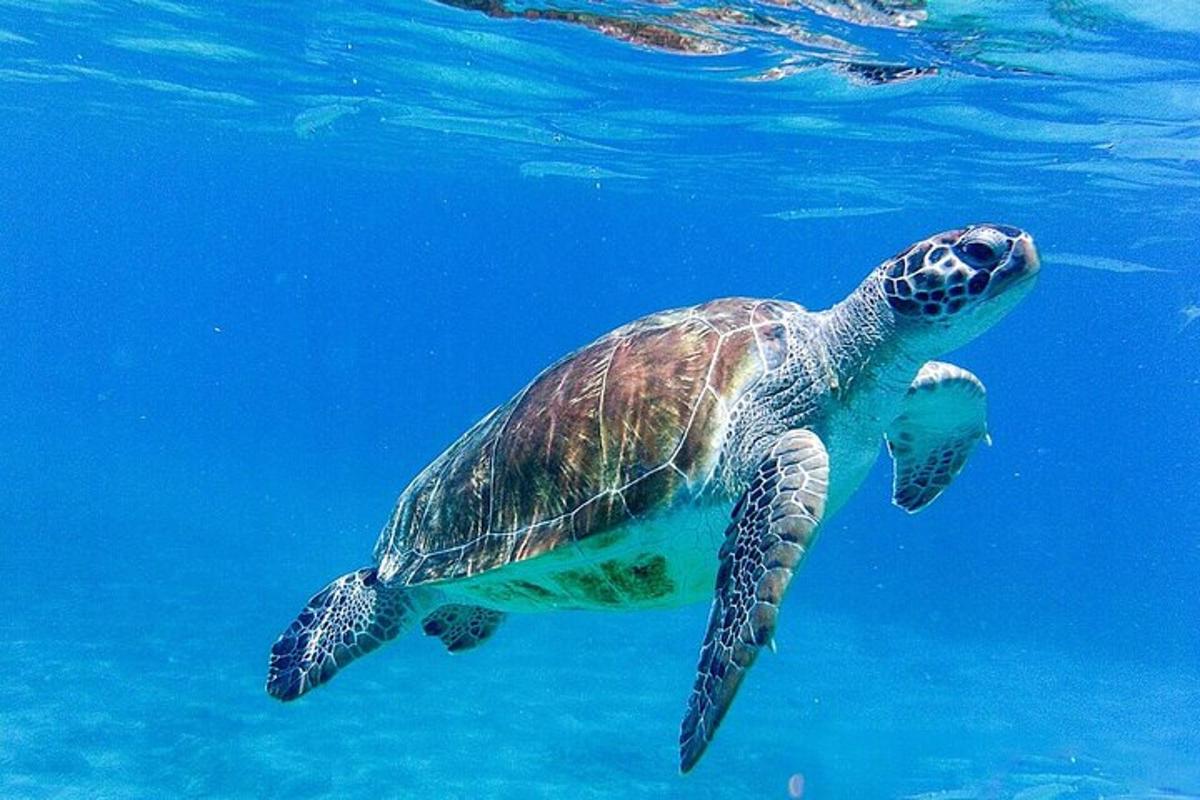 a green sea turtle swimming in the water