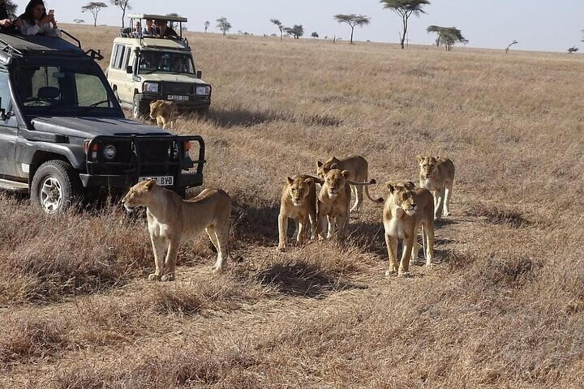 un gruppo di leoni che camminano in un campo accanto a un camion
