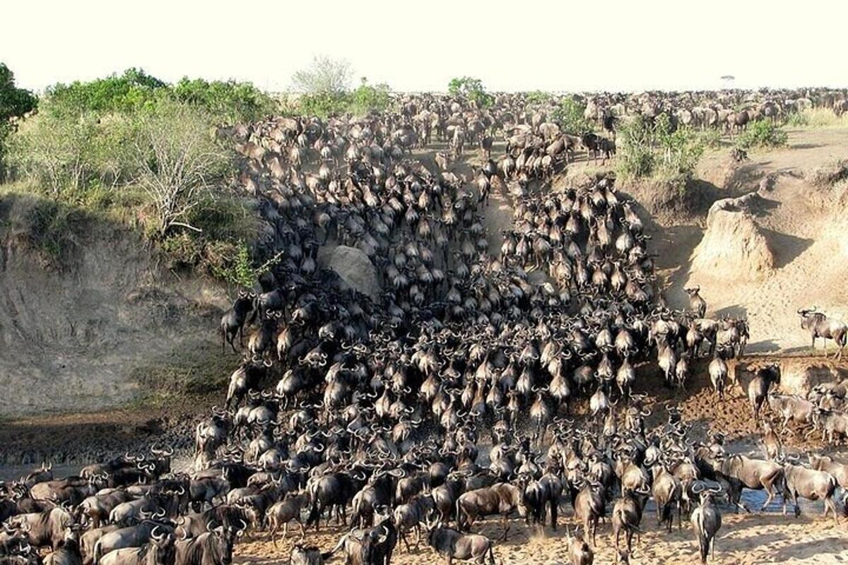 una grande mandria di animali in piedi in un campo