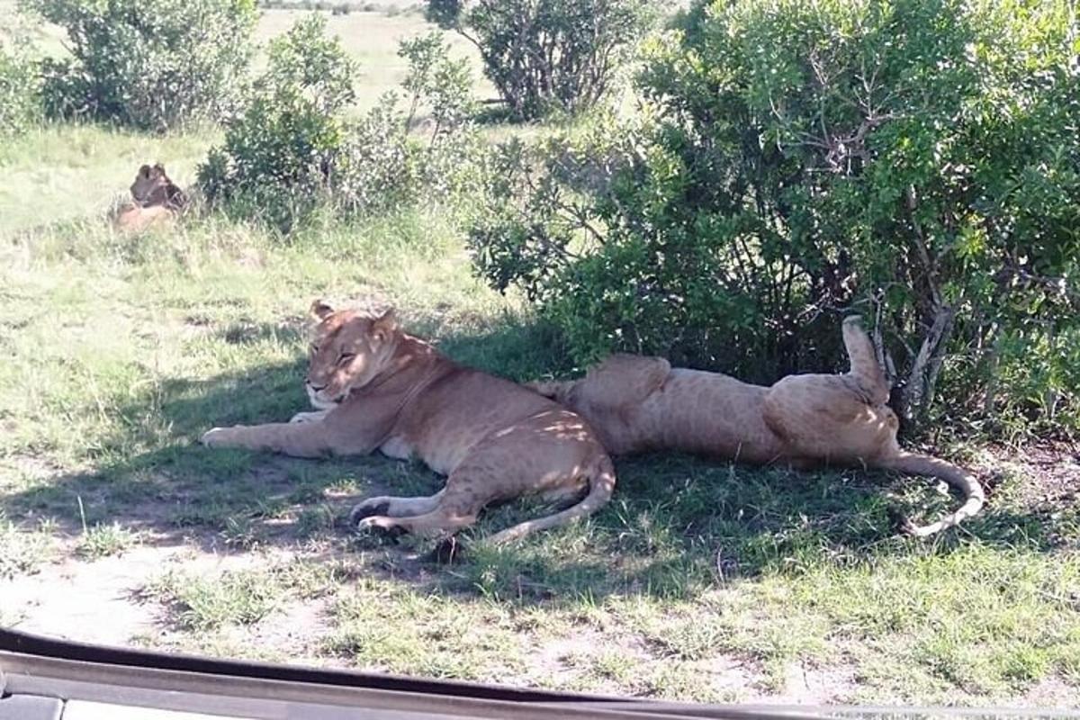 due leoni sdraiati sull'erba sotto un albero
