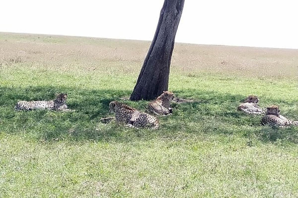 un gruppo di ghepardi seduti sull'erba sotto un albero