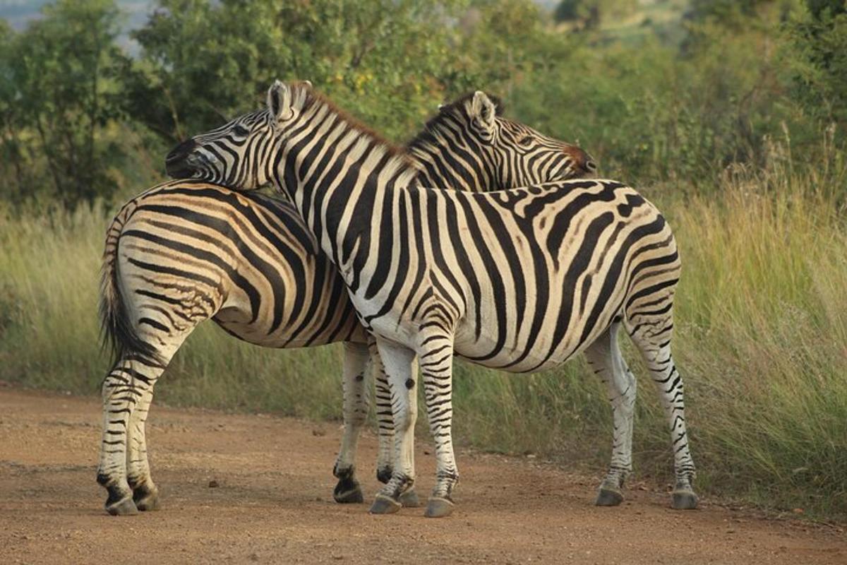 duas zebras paradas uma ao lado da outra em uma estrada de terra