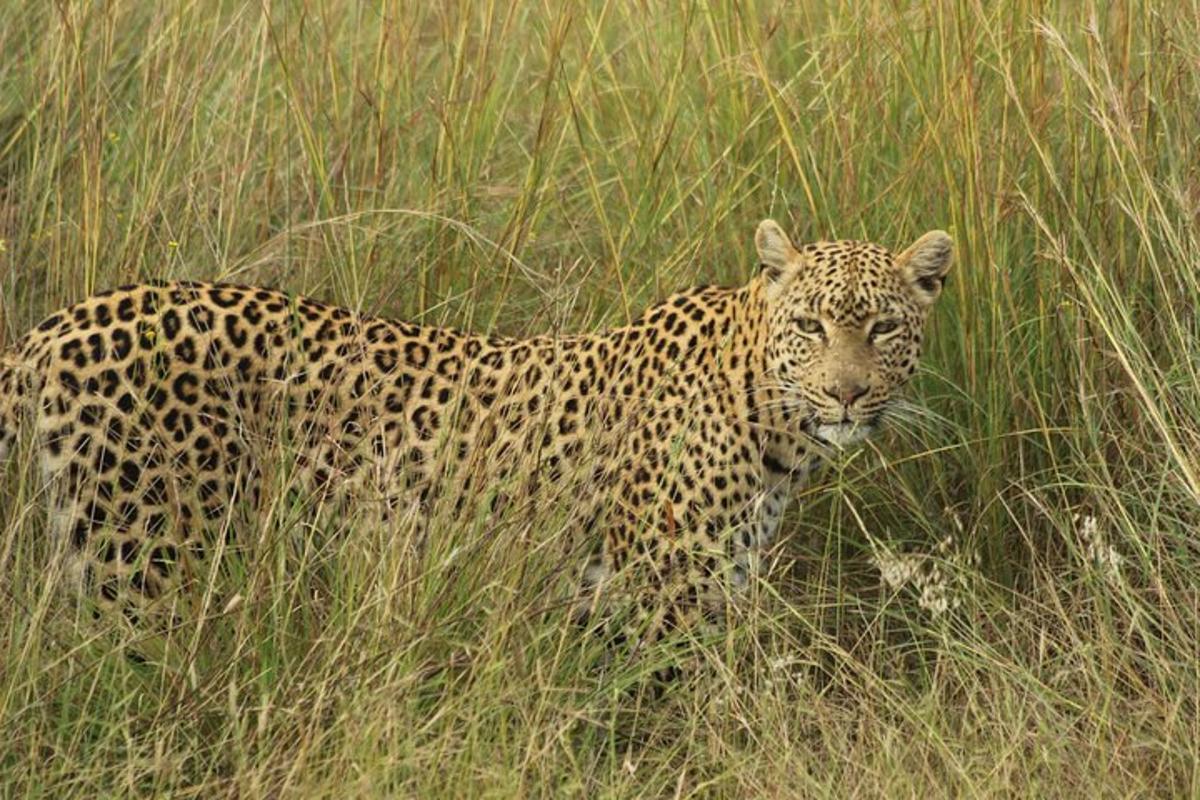 leopard stojící na poli vysoké trávy