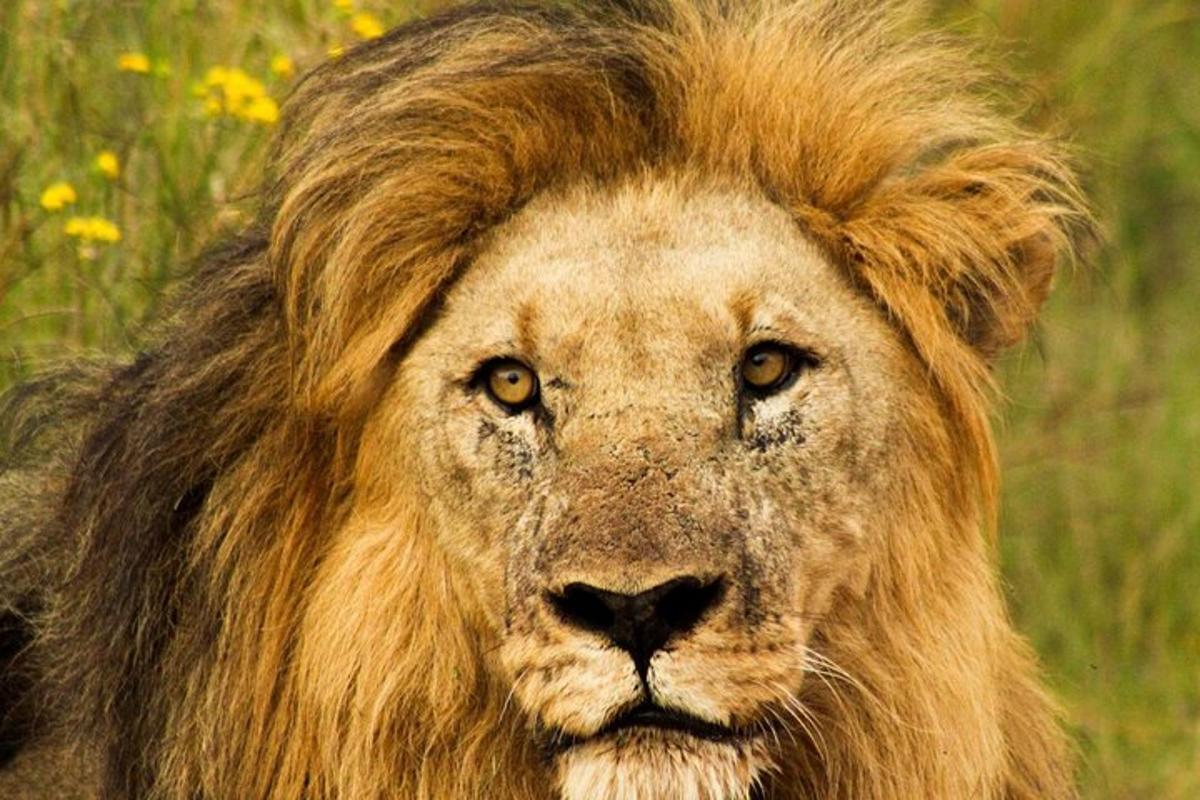 um leão com uma longa juba está parado em um campo