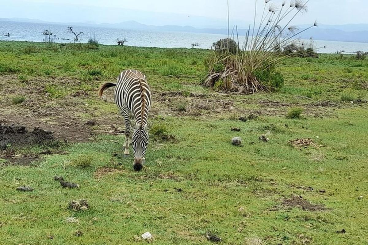 a zebra grazing in a field of grass