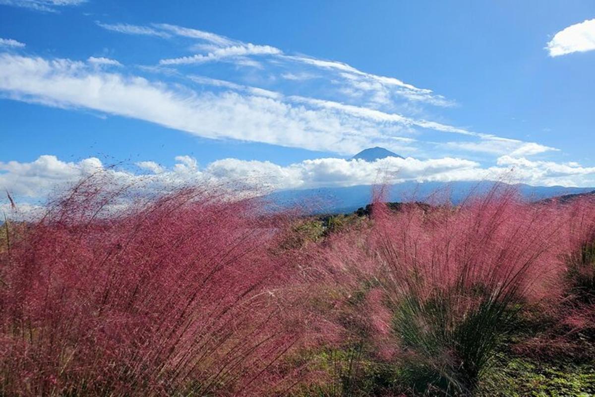 a field with pink plants and a cloudy sky