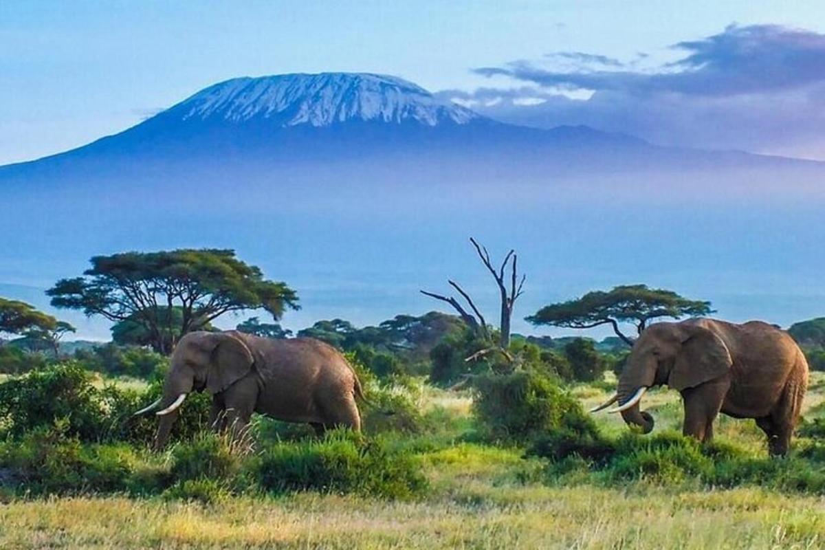 due elefanti che camminano in un campo con una montagna sullo sfondo