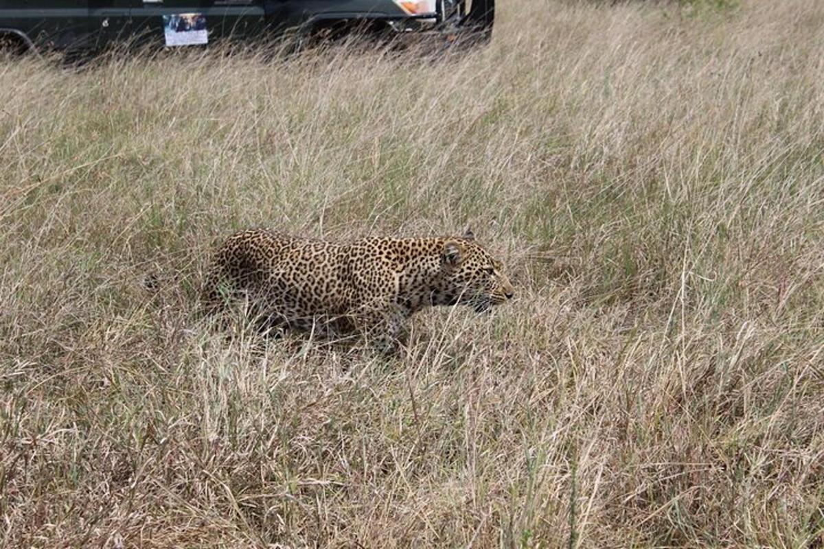 leopard kõnnib läbi kõrge rohuvälja