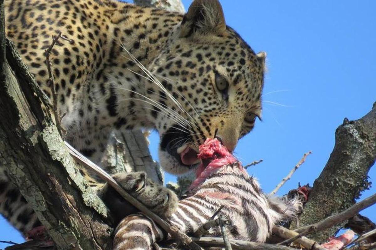 isang leopardo na naglalaro sa isang patay na hayop sa isang puno
