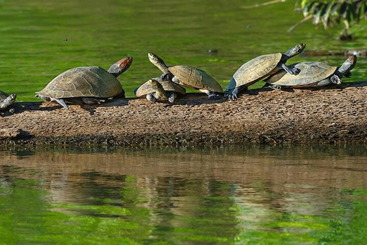 a group of turtles sitting on the shore of a body of water