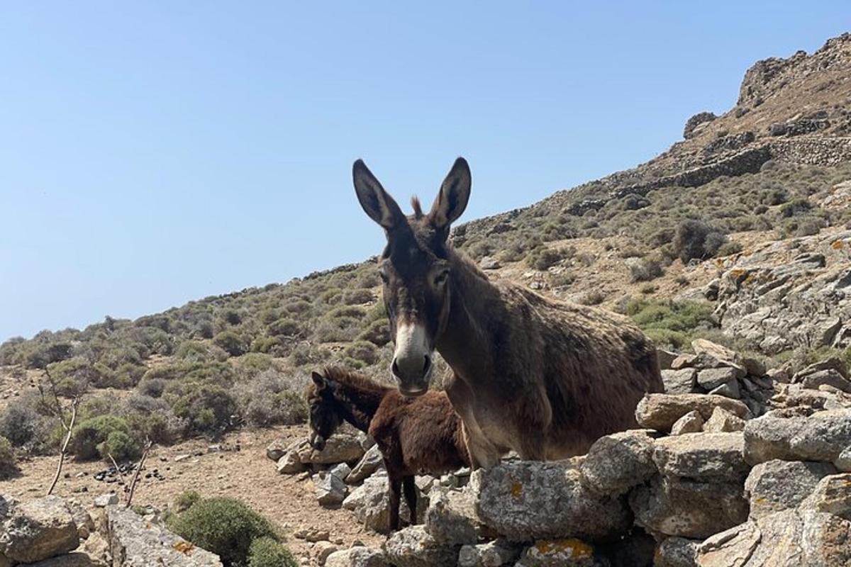 un ruc i un ruc petit dempeus en un turó rocós
