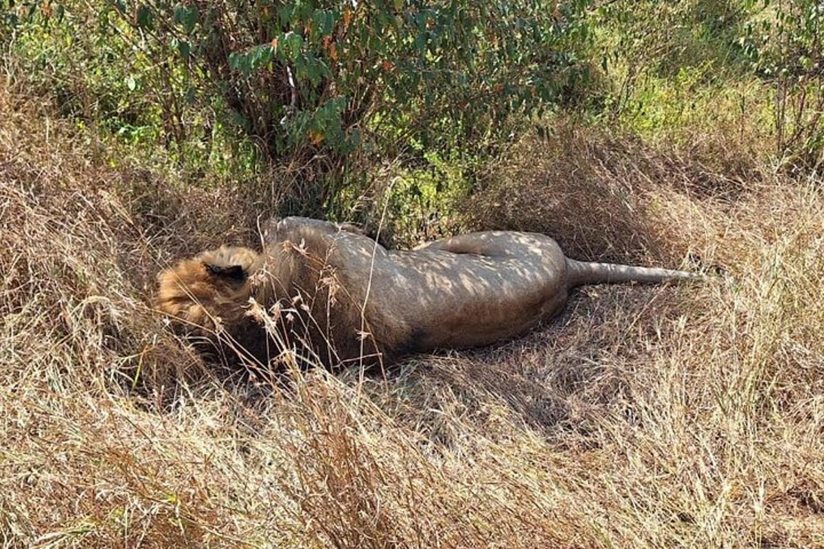 Un gato tumbado en la hierba de un campo