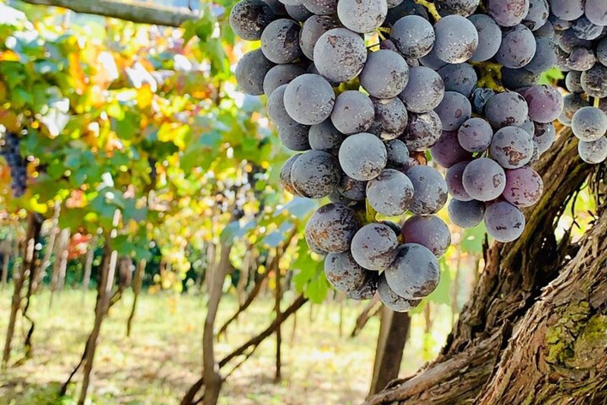 a bunch of grapes hanging from a tree