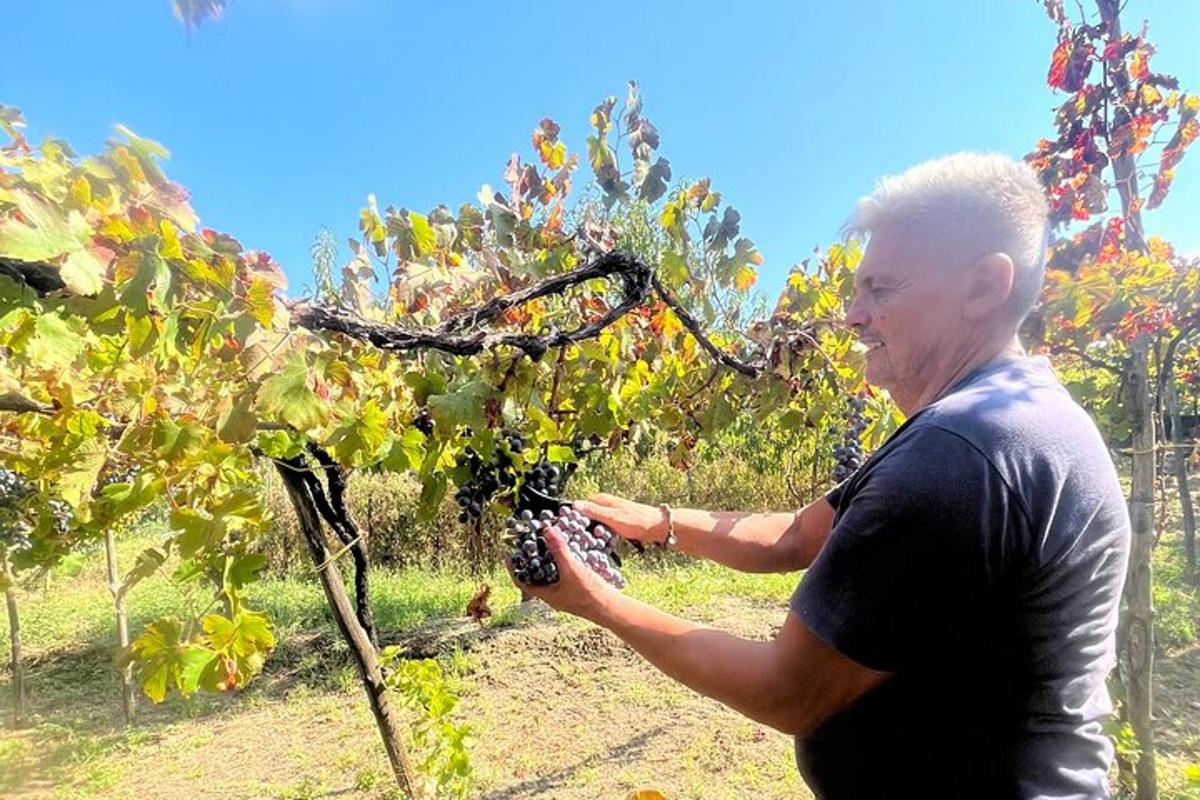 un home que sosté un raïm en un arbre