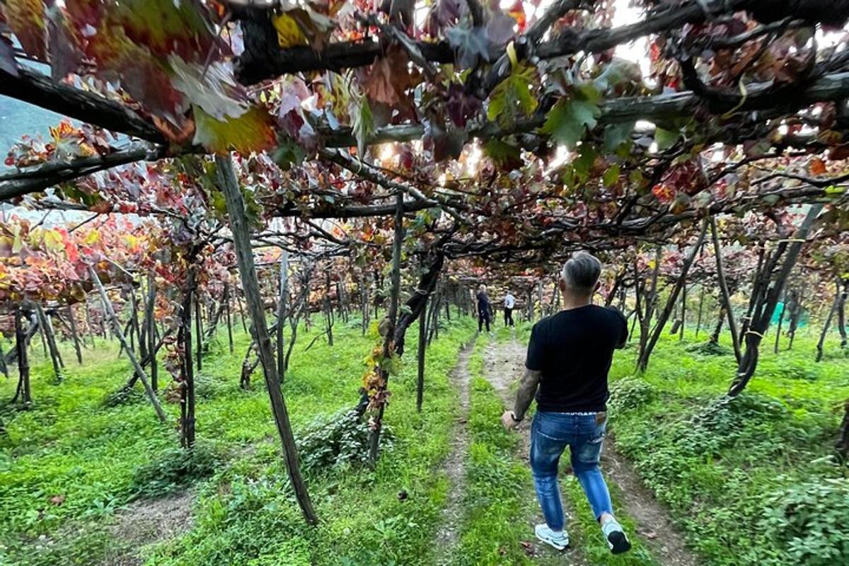 un home caminant per un camí de terra en un bosc