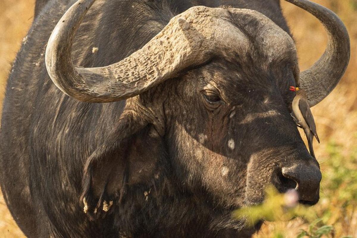 Un animal grande con cuernos largos parado en un campo