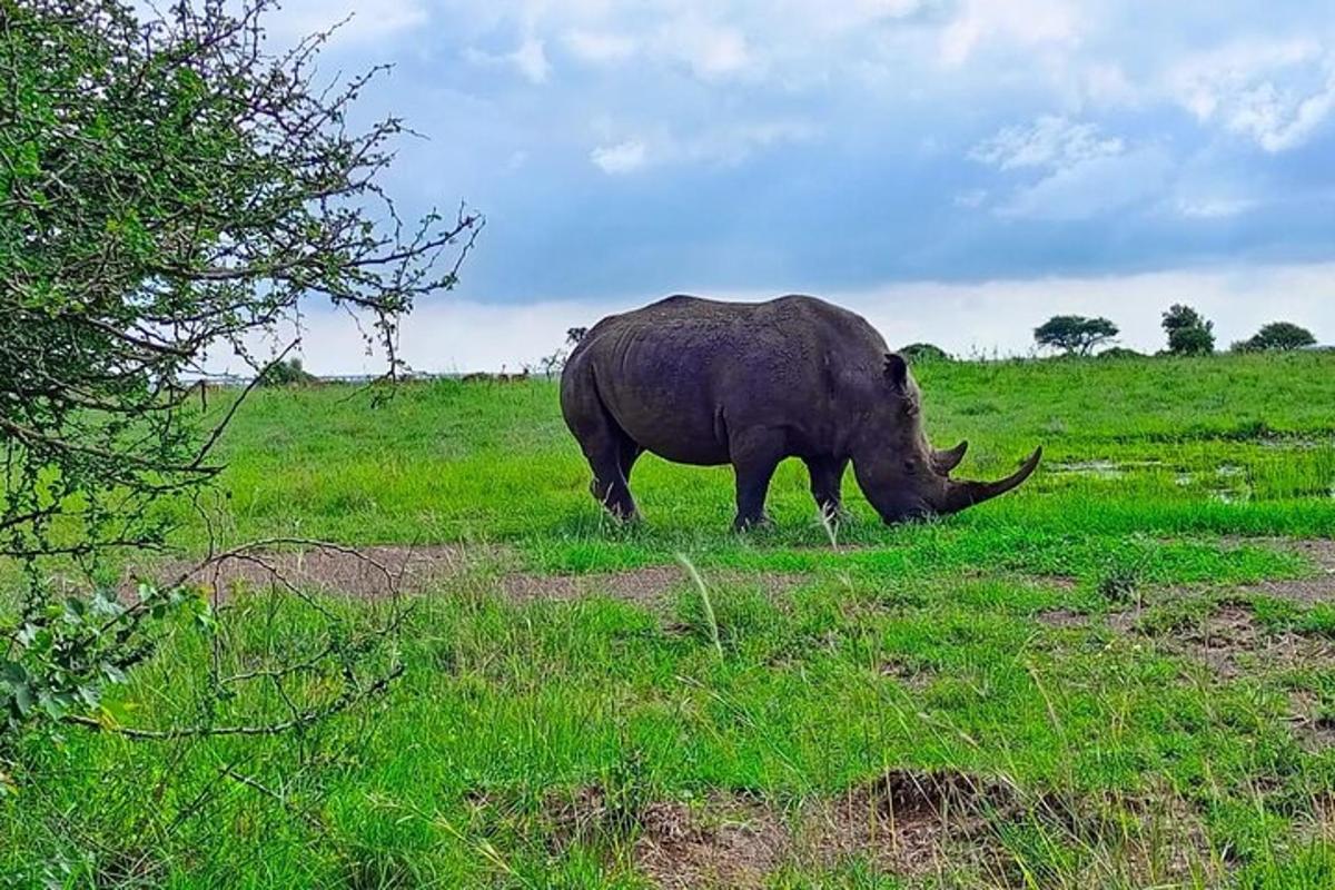 een neushoorn die graast in een grasveld