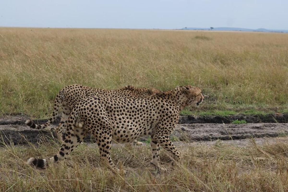 dua cheetah berjalan di rumput di padang